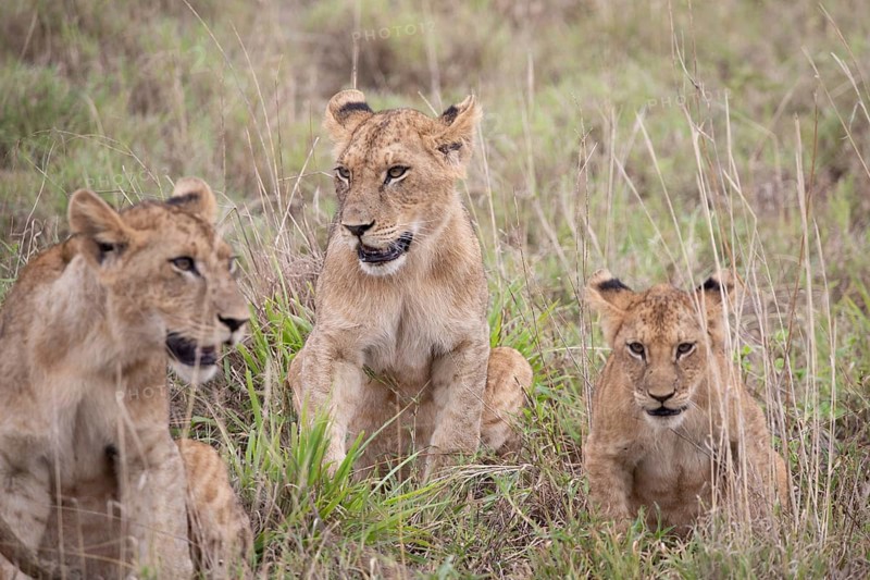 Lion