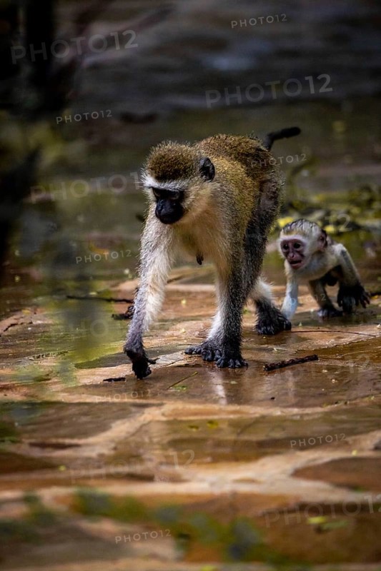 Vervet monkey