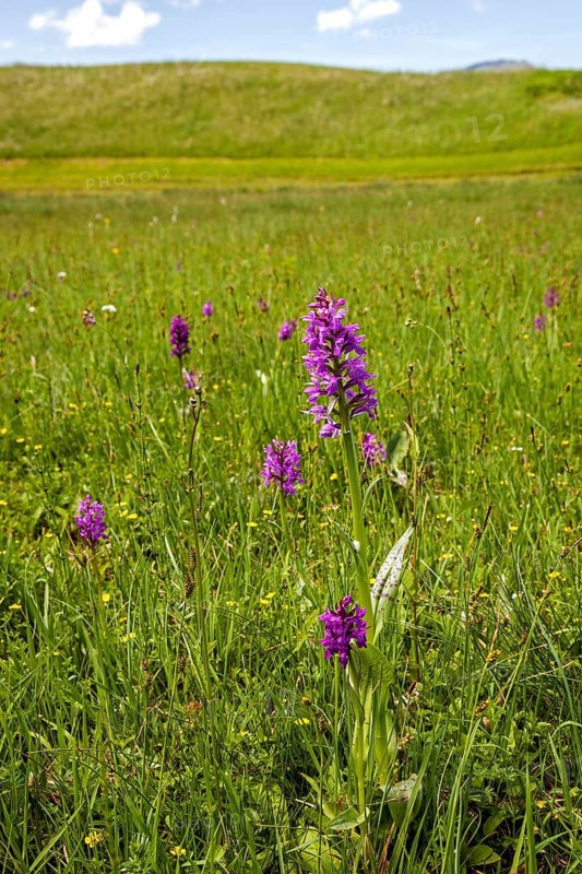 Broad-leaved western marsh orchid