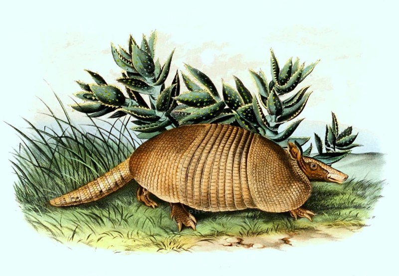 Nine-banded armadillo