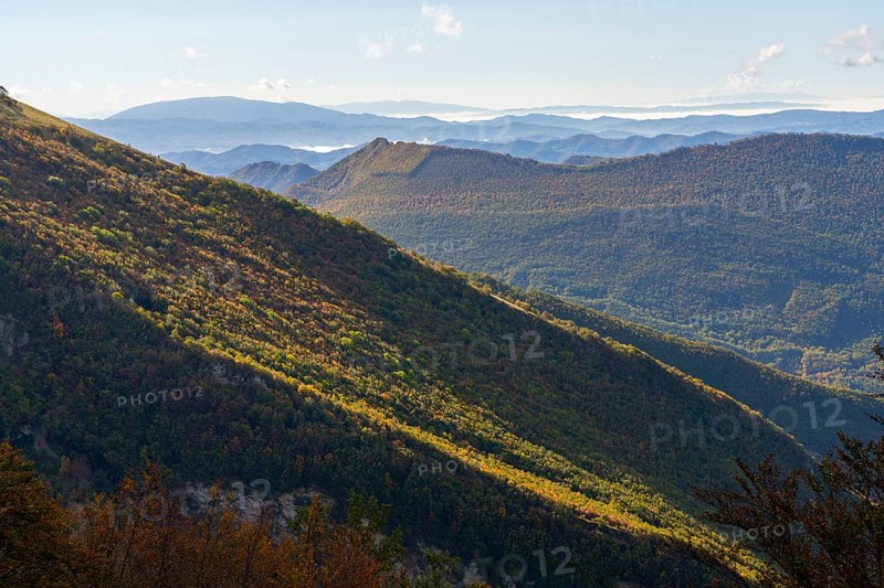Woods in Autumn