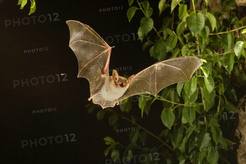 Greater mouse-eared bat