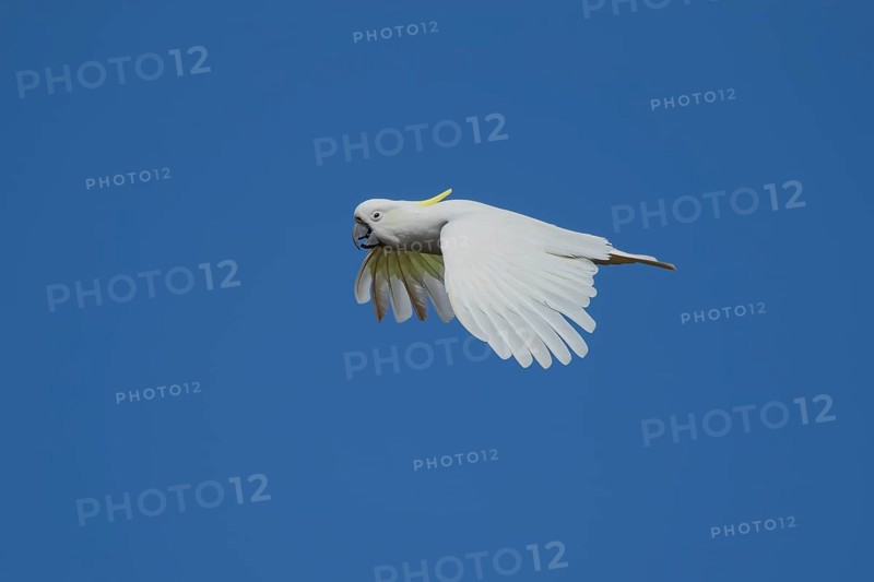 Sulphur-crested cockatoo