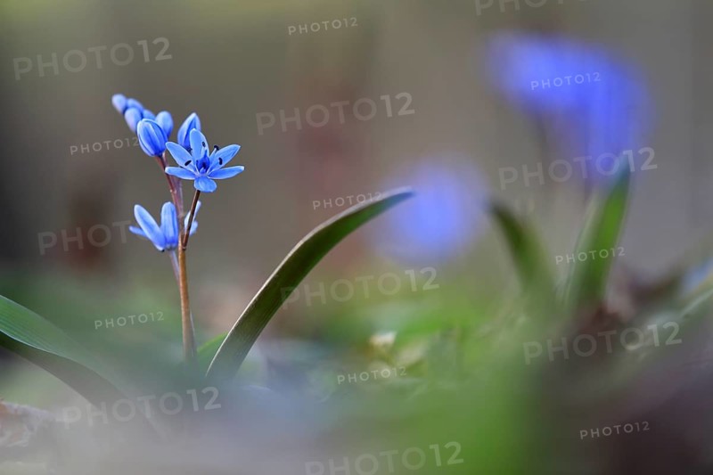Squill