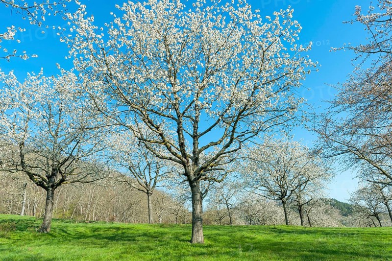 Bluehende Vogel-Kirschen