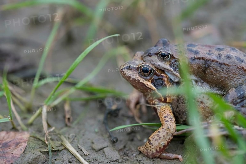Grasfrosch