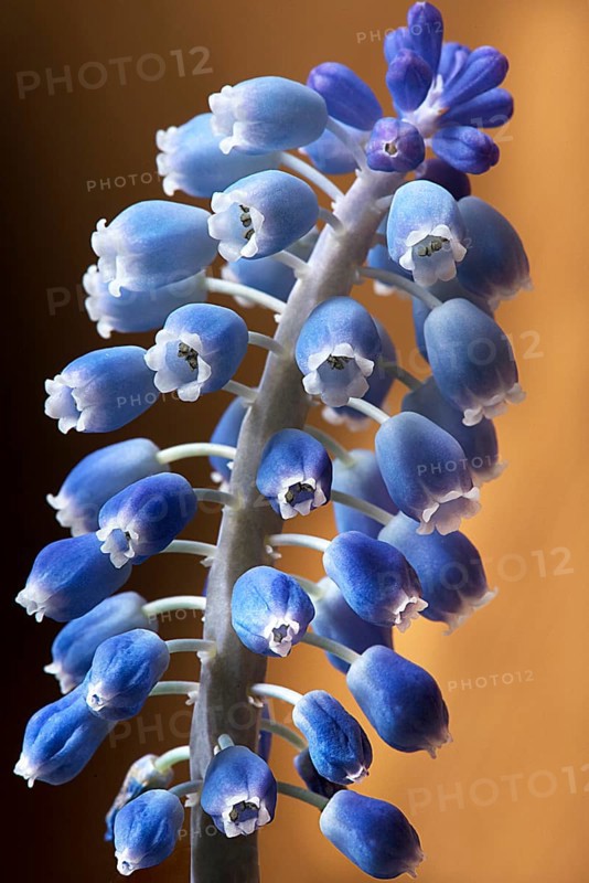 Bluete einer Armenischen Traubenhyazinthe