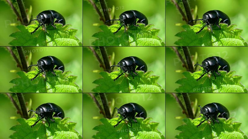 Bloody-nosed beetles