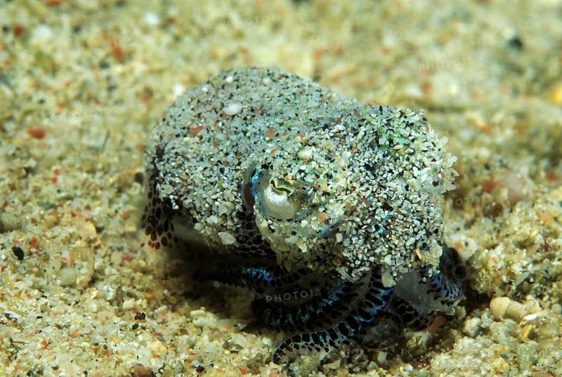 Kleine Tintenschnecke