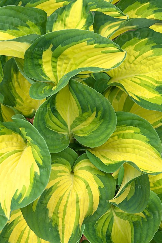 Leaves of a hosta