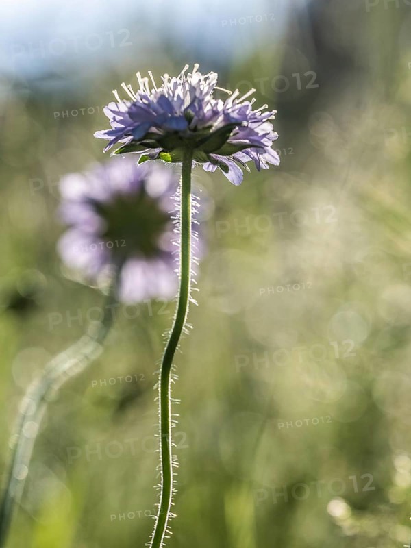 Field scabious