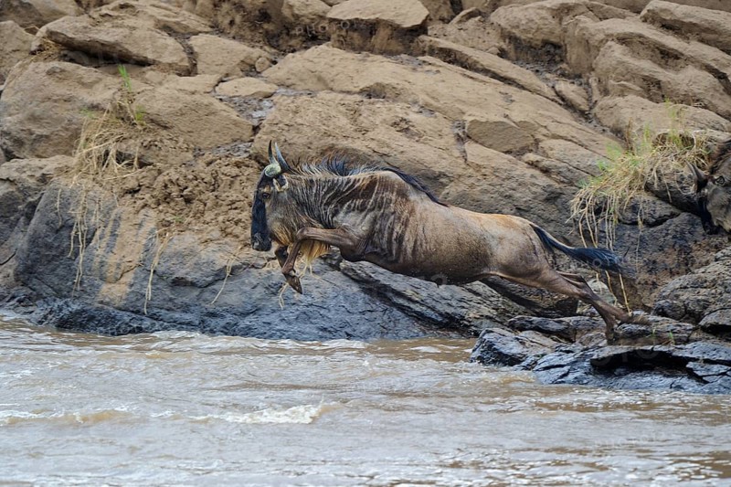 Blue wildebeest