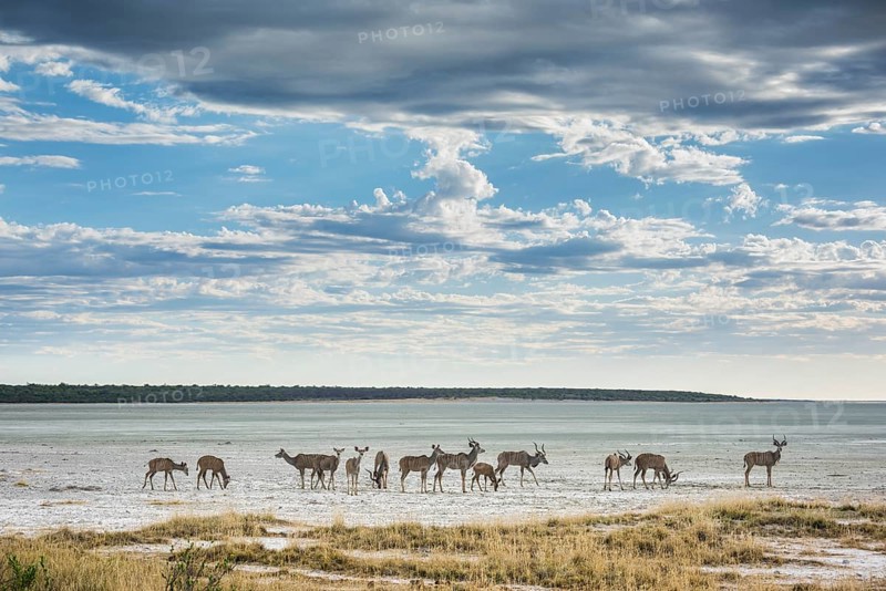 Greater kudu