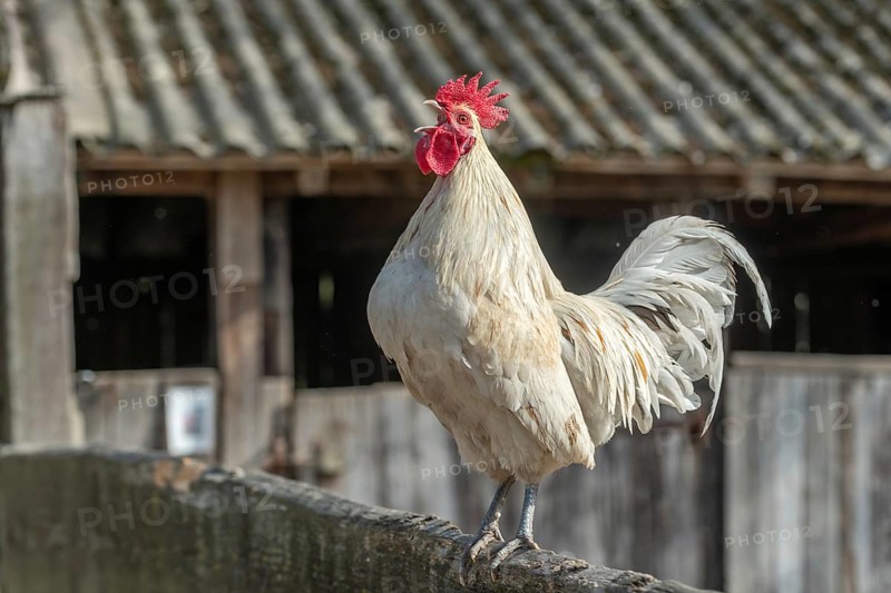 Portrait of a Rooster crowing in a farmyard. Educational Farm