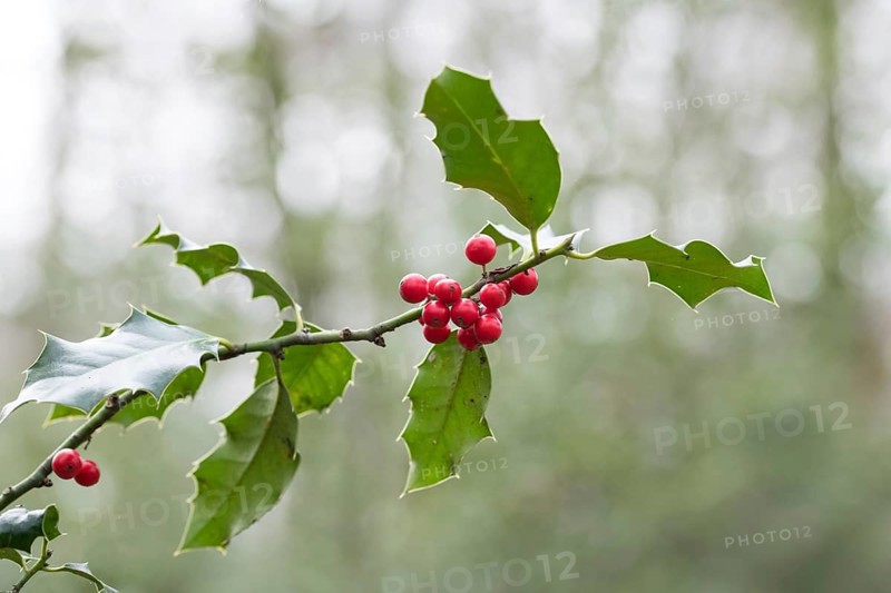 Holly