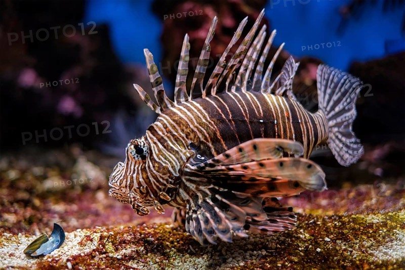 Red lionfish