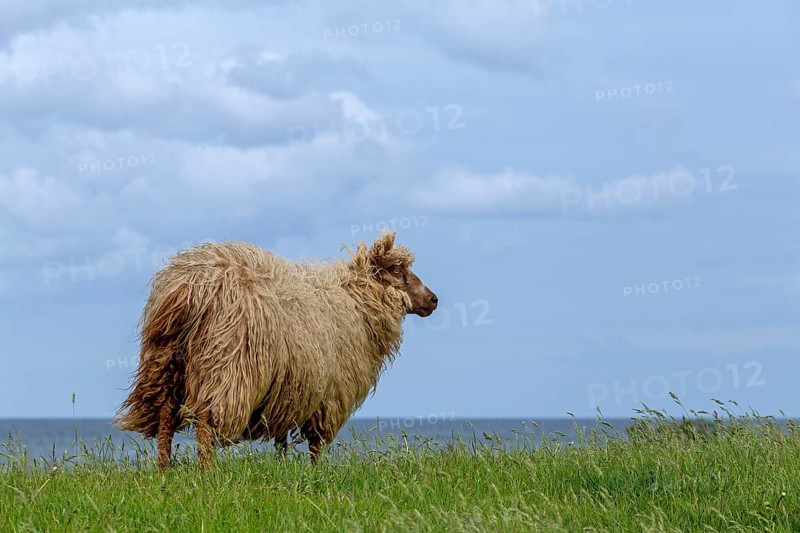 Norwegian sheep on the dike