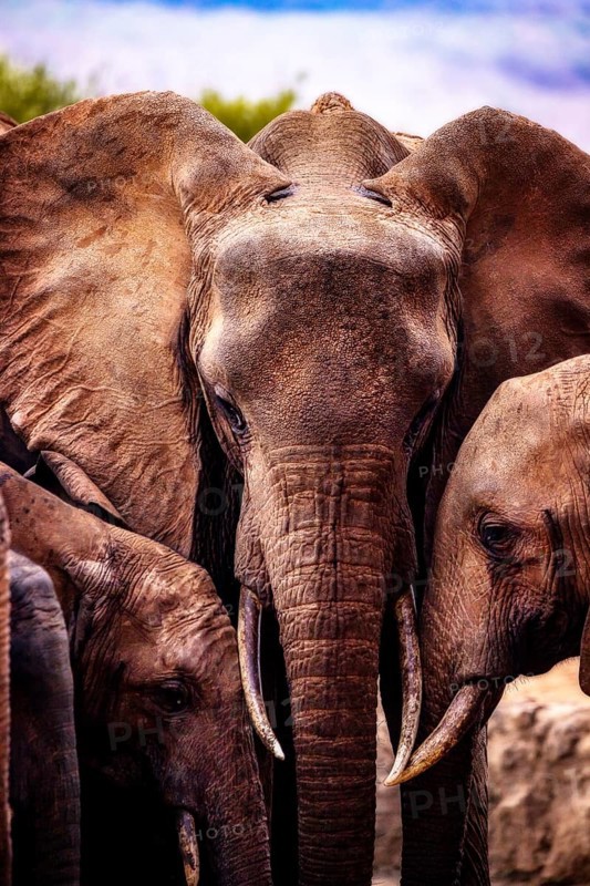 African elephants