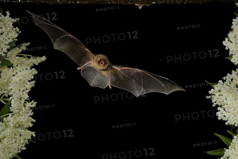 Common bent-wing bat