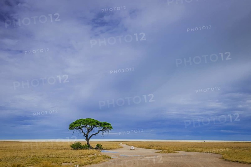 Tree at the edge of the salt pan