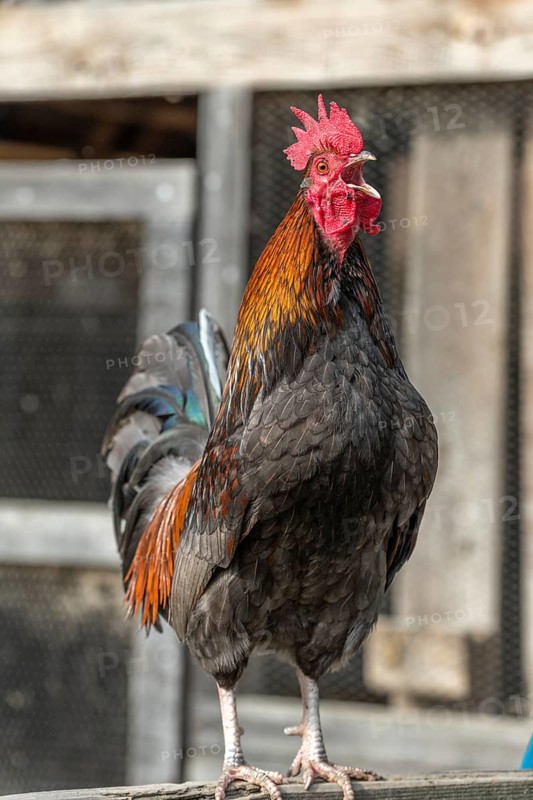 Portrait of a Rooster crowing in a farmyard. Educational Farm