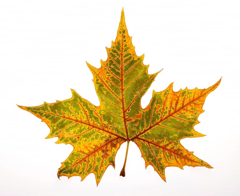 Herbstlich verfaerbtes Spitzahornblatt