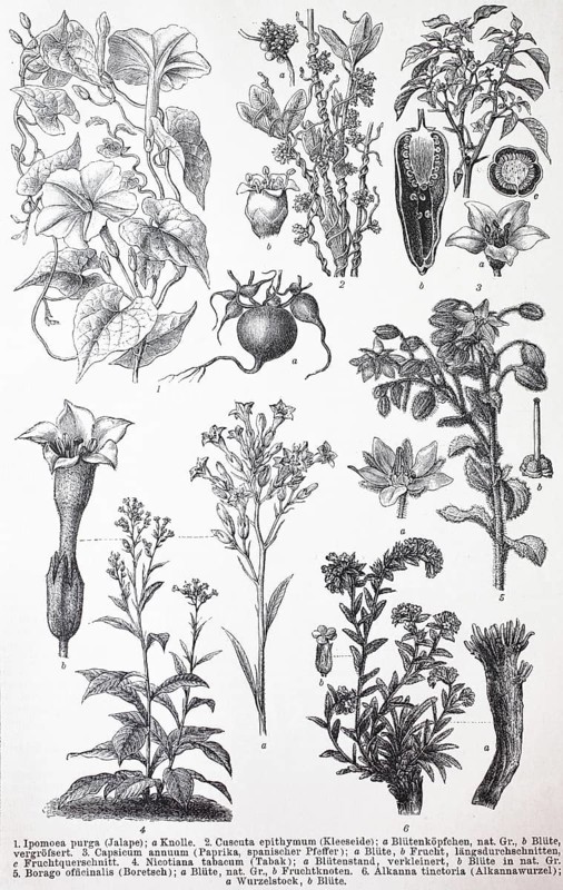 Verschiedene Tubiflorae