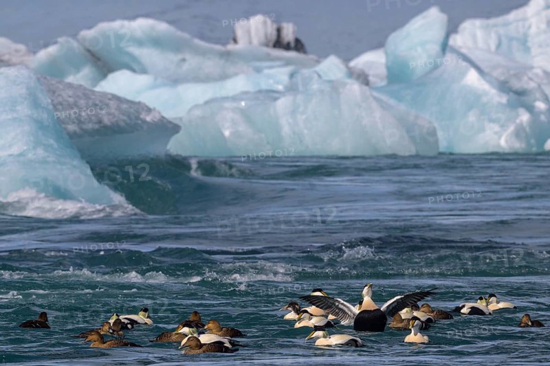 Common eider