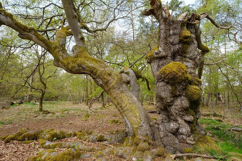 Knotty beech