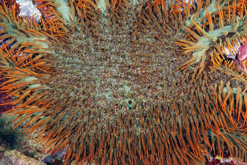Crown of thorns