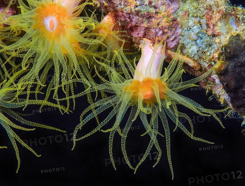 Yellow calyx coral