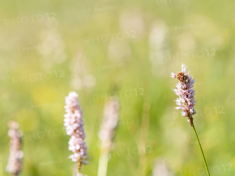 Meadow bistort