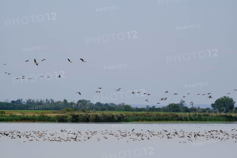 Flock of greylag geese