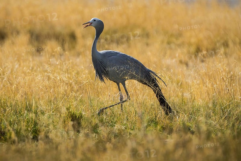 Paradise crane
