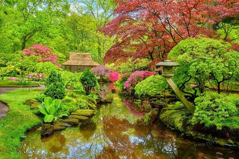 Little Japanese garden after rain