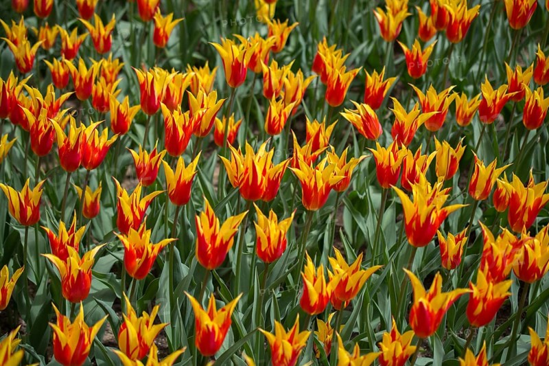 Blooming colorful tulip flowers in garden as floral background