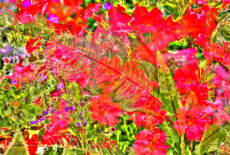 Flowers creative