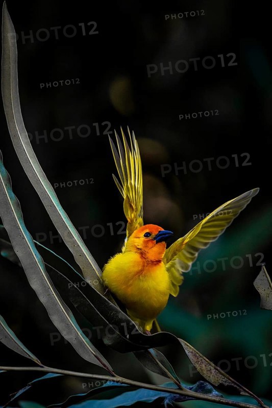 Golden palm weaver