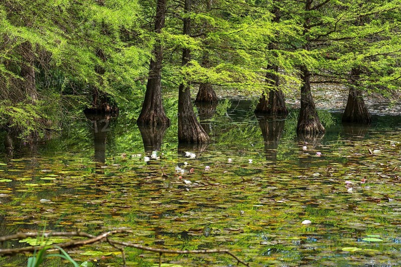 Pond with water lilies