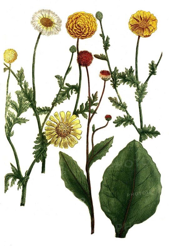 Chrysanthemum matricariae