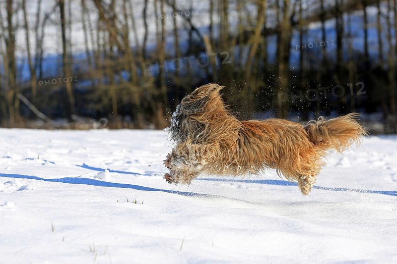Lhasa Apso running in the snow