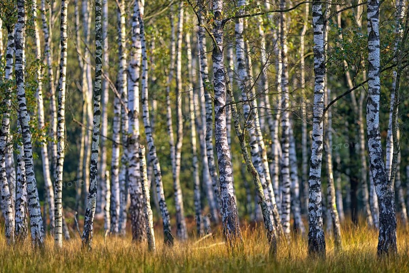 Warty birch