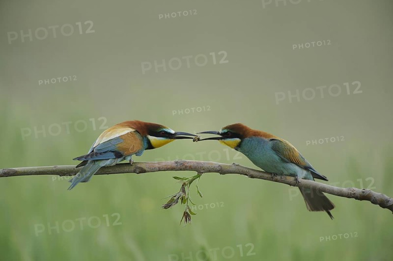 European bee-eater