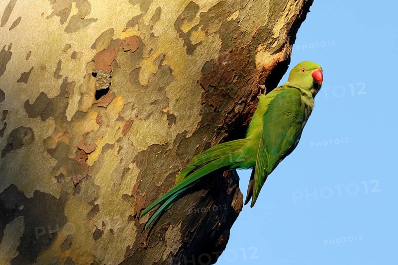 Rose-ringed parakeet
