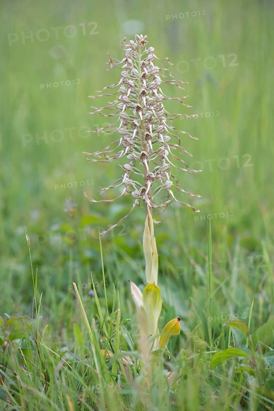 Lizard orchid