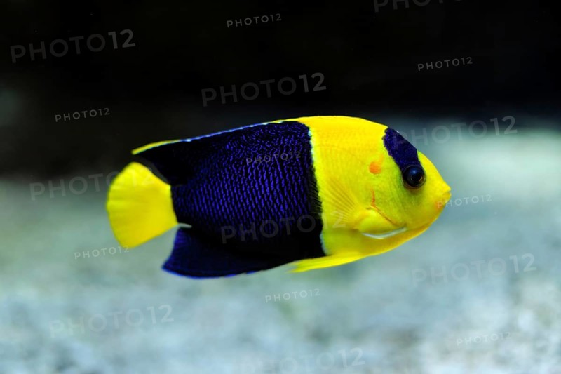Bicolor angelfish aka