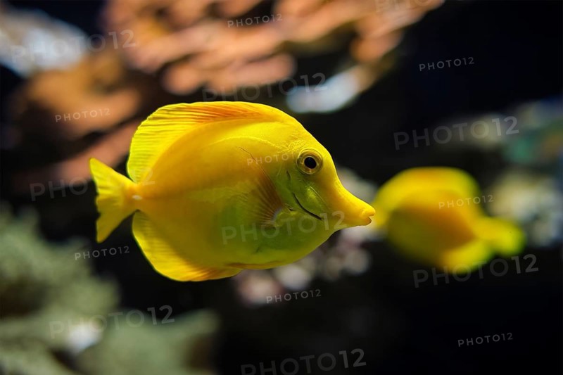 Yellow tang