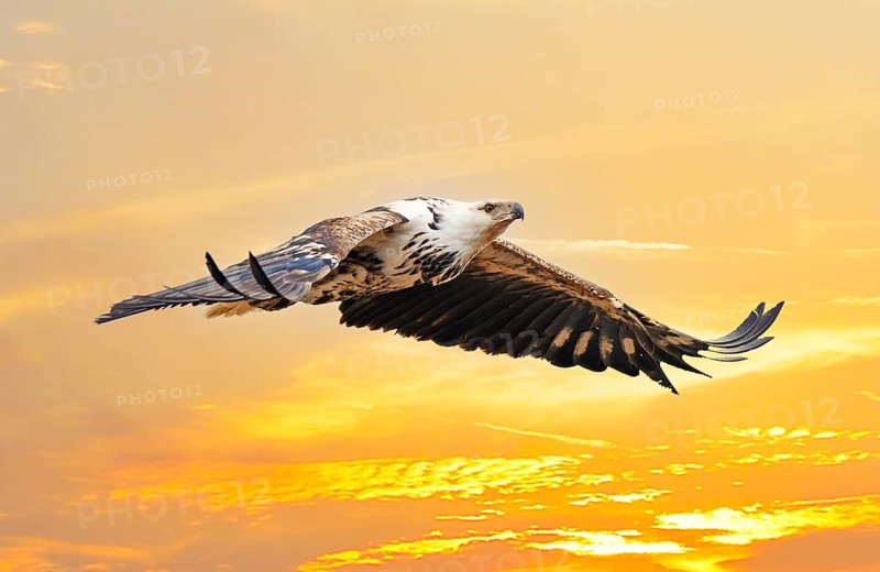 African fish eagle