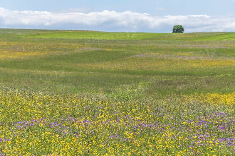 Nature reserve of Rotenbach meadows in High Black Forest. Friedenweiler