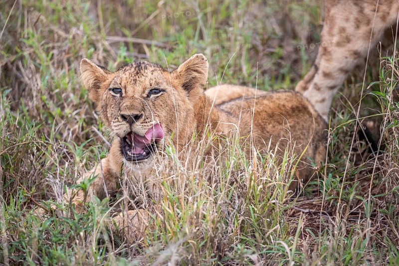 Lion